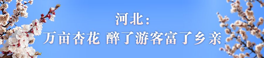 花开京津冀 共赏杏花之美 品味明媚春光(图1)